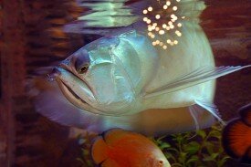 Гостиница Аравана Тула-4