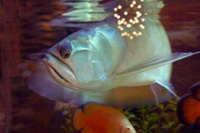 Гостиница Аравана Тула-3